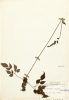 藏品(阿里山落新婦)的圖片